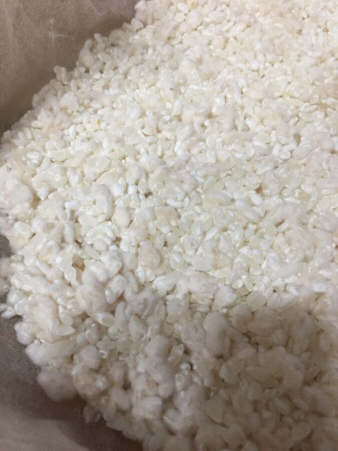 Koji mould growing on polished rice for sake fermentation