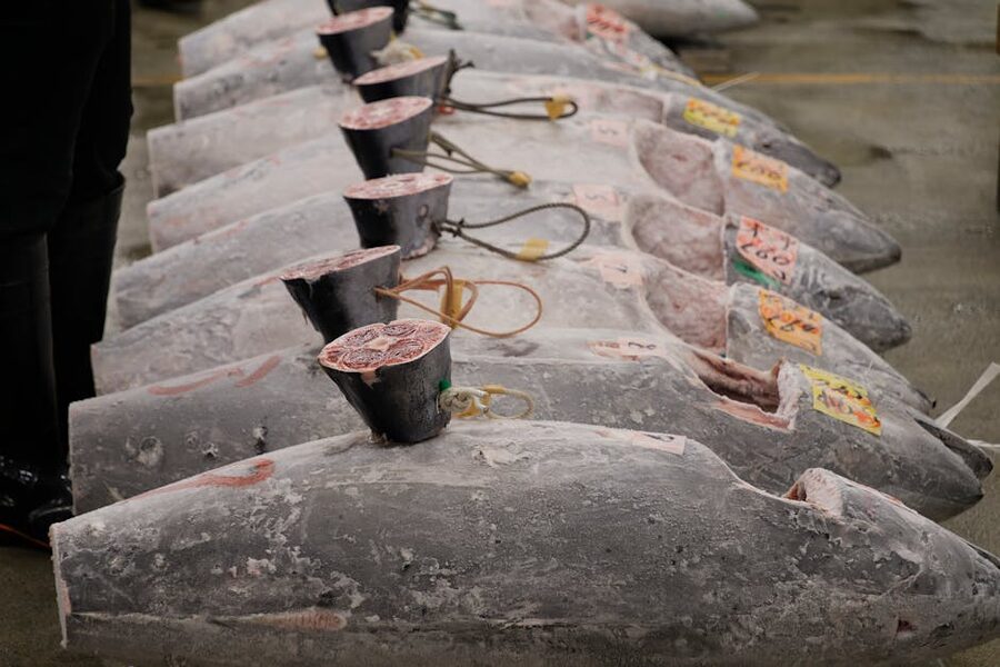 Frozen bluefin tuna lined up for auction at a Tokyo fish market