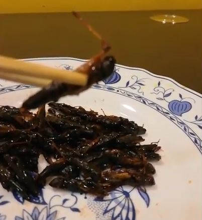 Inago no tsukudani grasshoppers candied in soy on a small dish