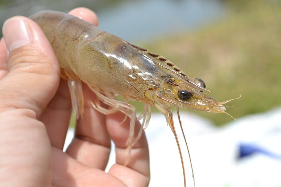 Close-up of a live shrimp held in a hand above a bowl