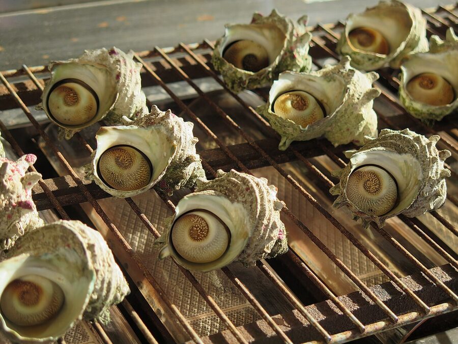 Sazae turban shell snails grilled in their shells