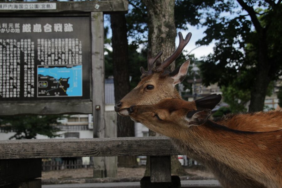 Miyajima deer on the Omotesando main shopping street