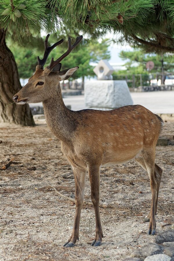 Sika deer sitting on Miyajima island grass
