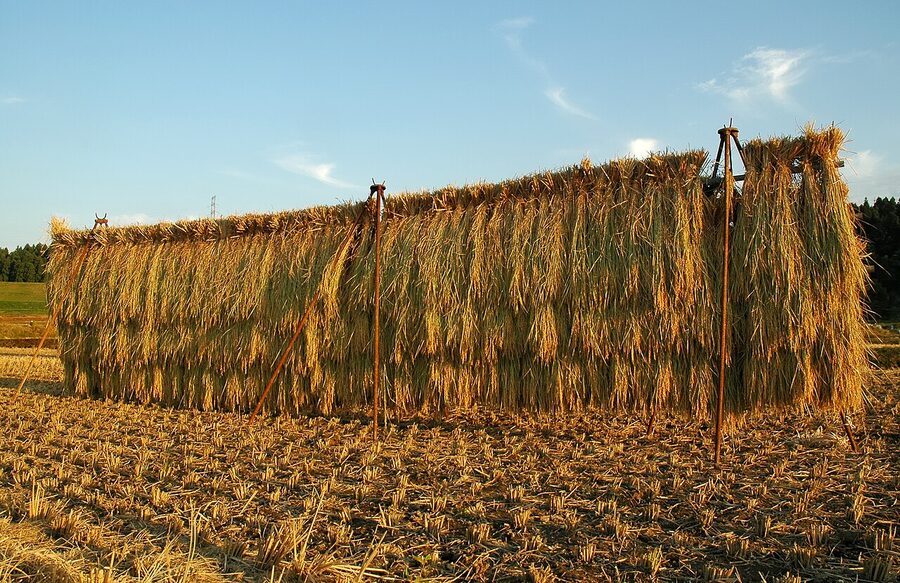 Rice drying on wooden frames in a Japanese paddy field