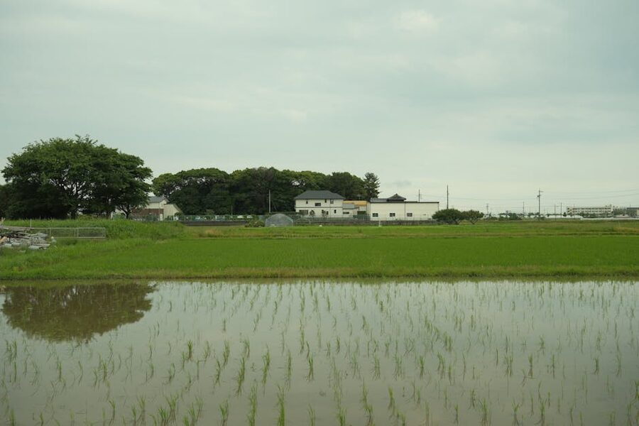 Rice paddy field in Japan