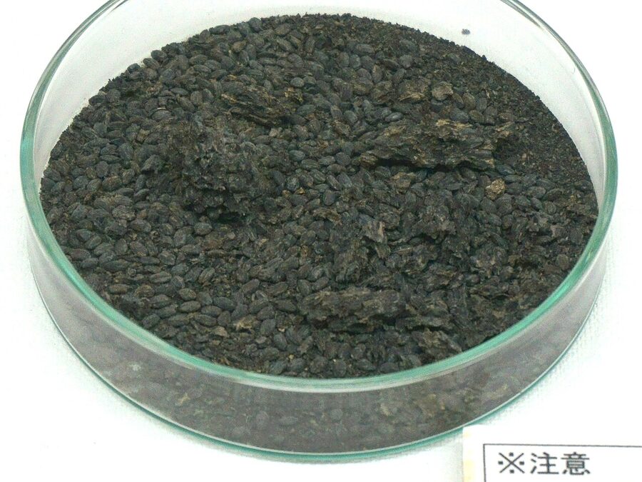 Carbonized rice grains excavated from Yayoi period site