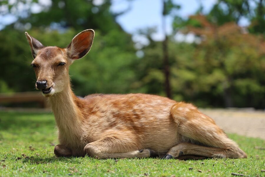 Cold Japanese craft beer glass in a dim wooden-interior bar