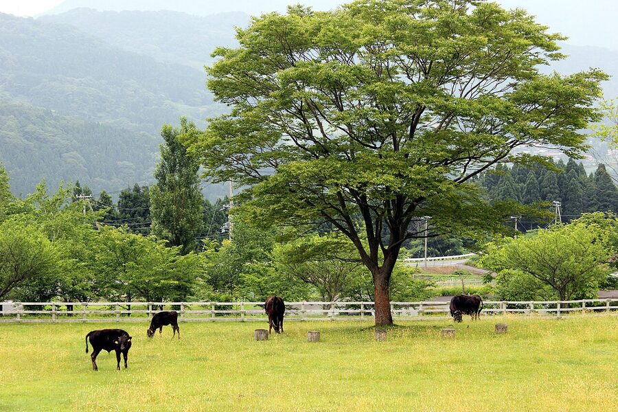 Tajima cattle grazing on a mountain pasture in Japan
