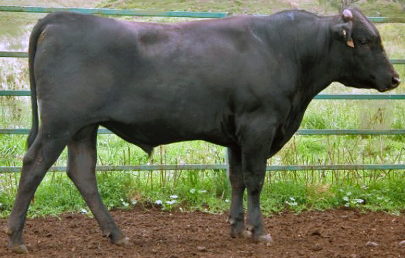 A wagyu cow on Japanese pasture