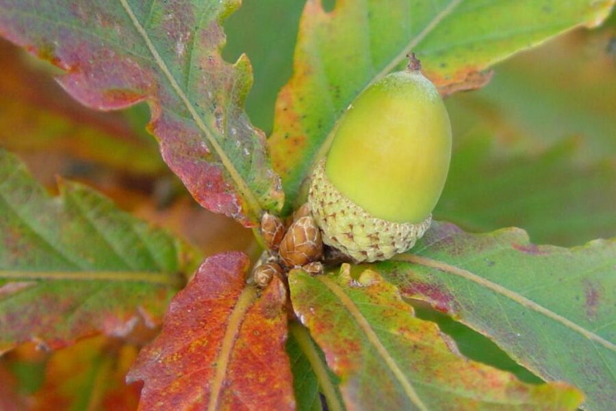 Mizunara oak tree (Quercus crispula) in Japanese forest