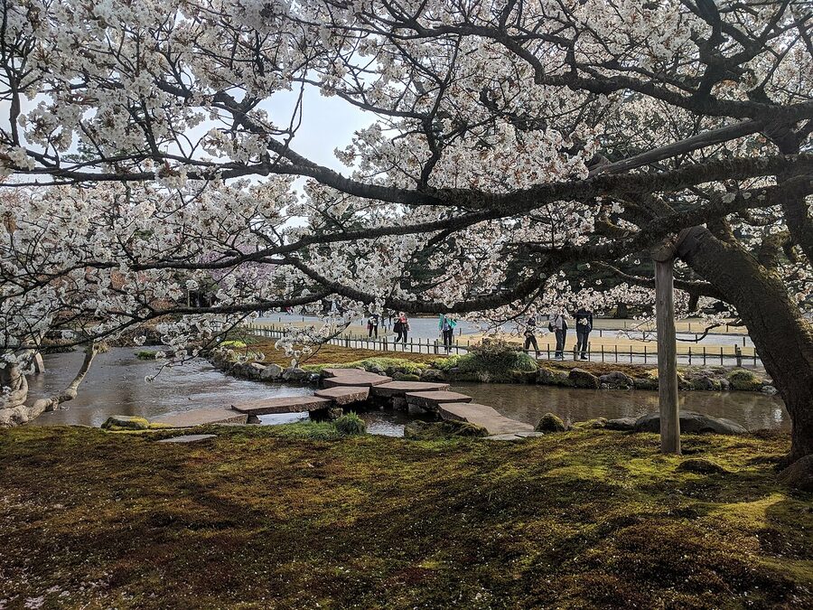 Kenroku-en garden with cherry blossoms and Gankobashi bridge