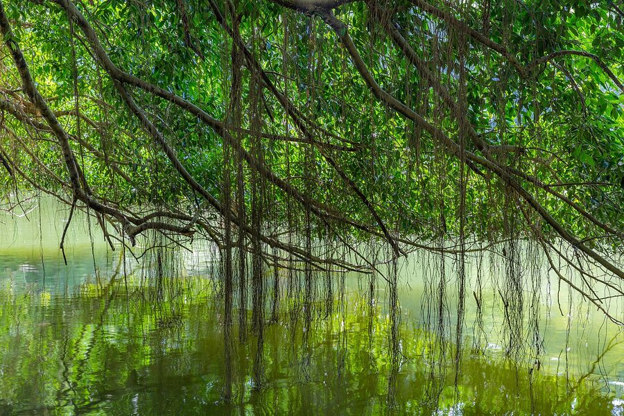 Ficus kurzii branches reflecting in water at Singapore Botanic Gardens