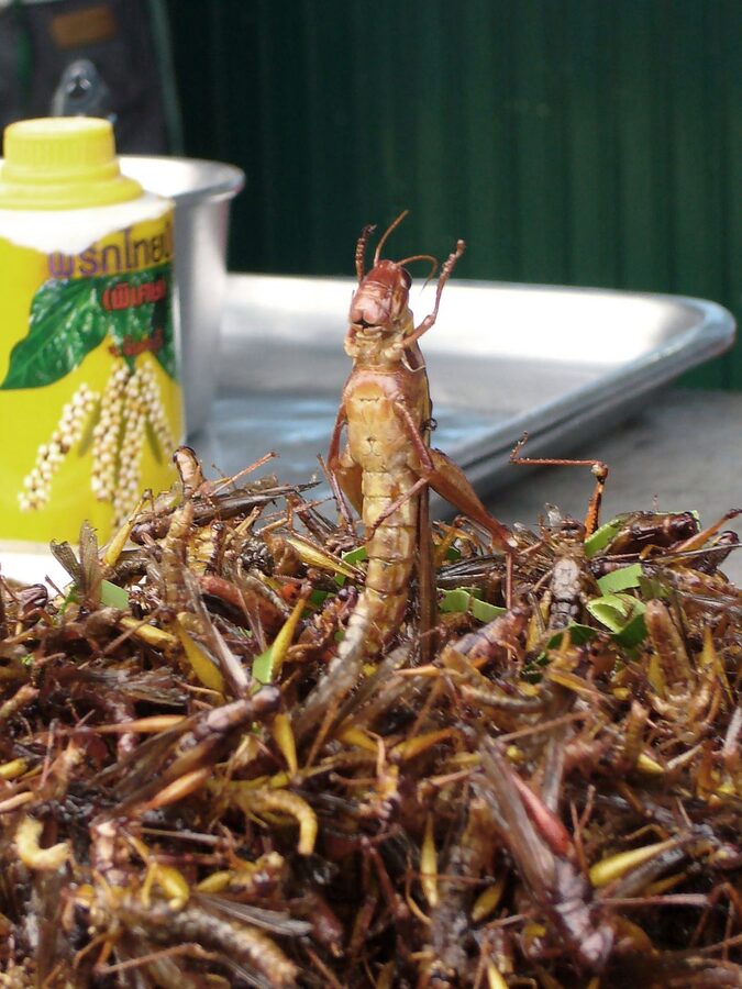 Talat Yai morning wet market Phuket