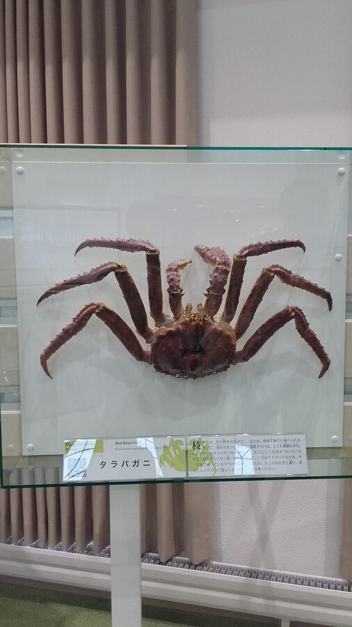 Red king crab Hokkaido