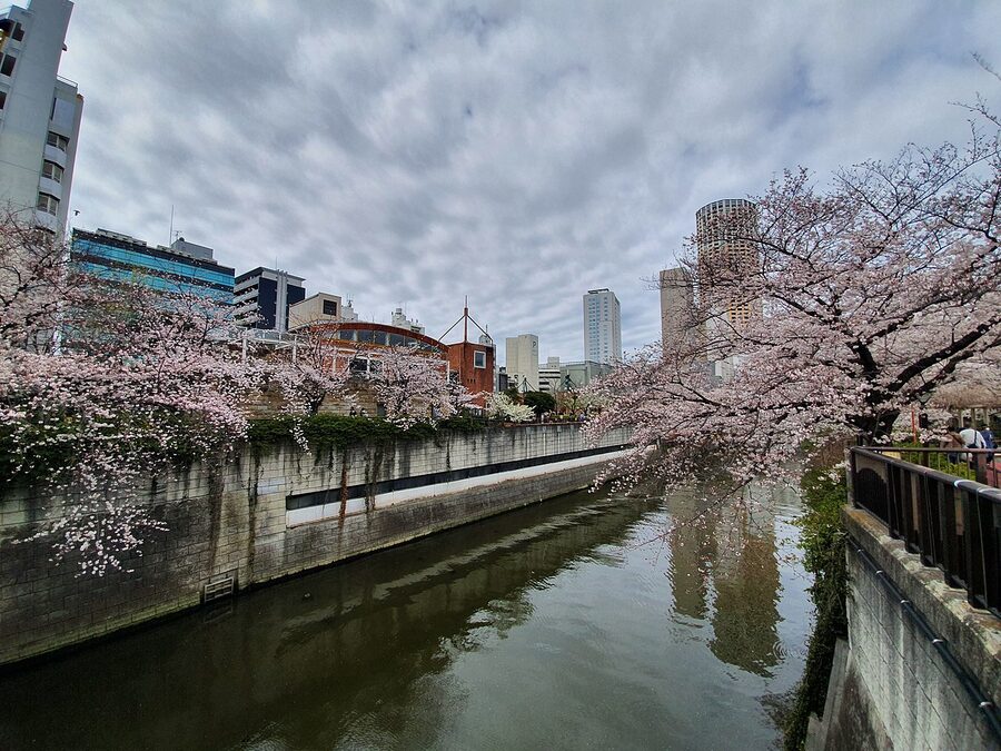 Nakameguro during cherry blossom hanami season along the Meguro River