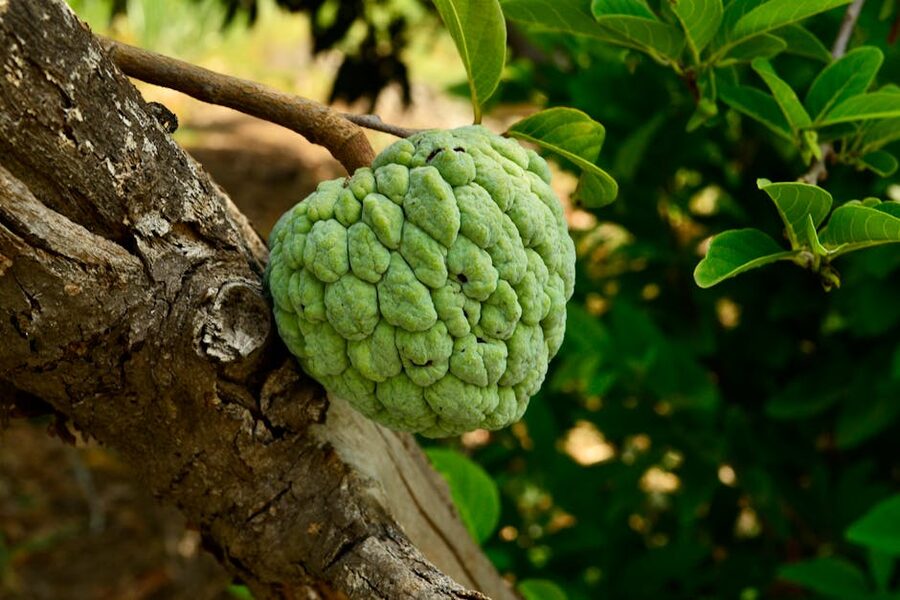 Custard apple showing the lumpy green exterior