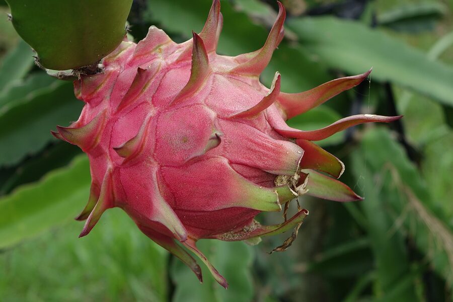Red-fleshed dragon fruit split open