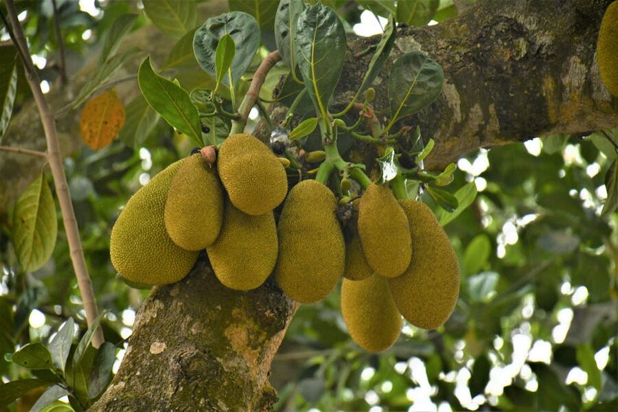 Ripe jackfruits hanging from the tree
