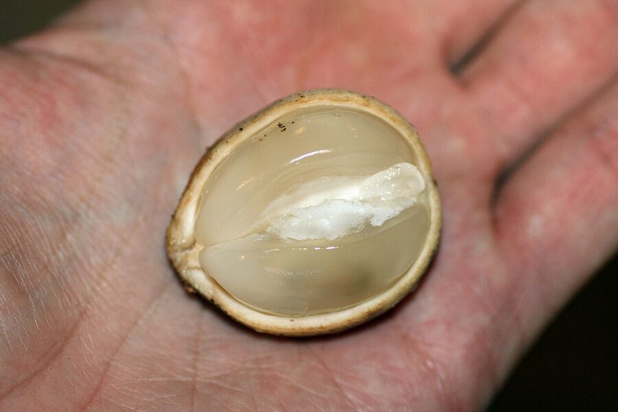 Langsat on the branch showing small yellowish clusters