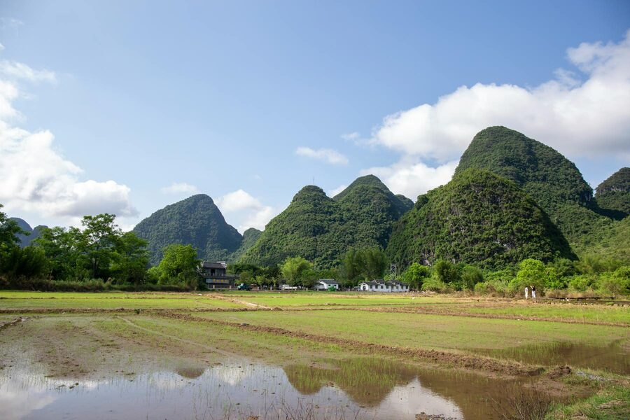 Lush green rice fields with karst mountains of Yangshuo
